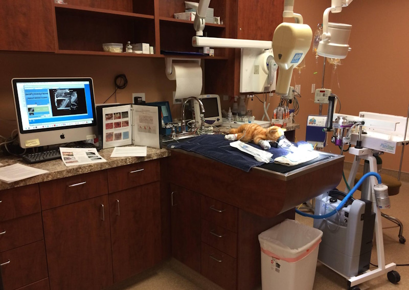 Carousel Slide 7: Dental care and surgery