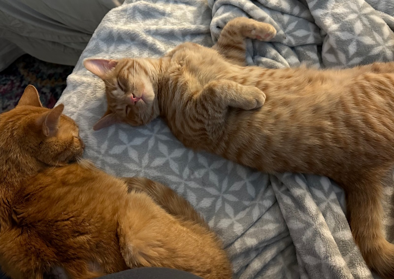 Carousel Slide 4: View our helpful cat videos