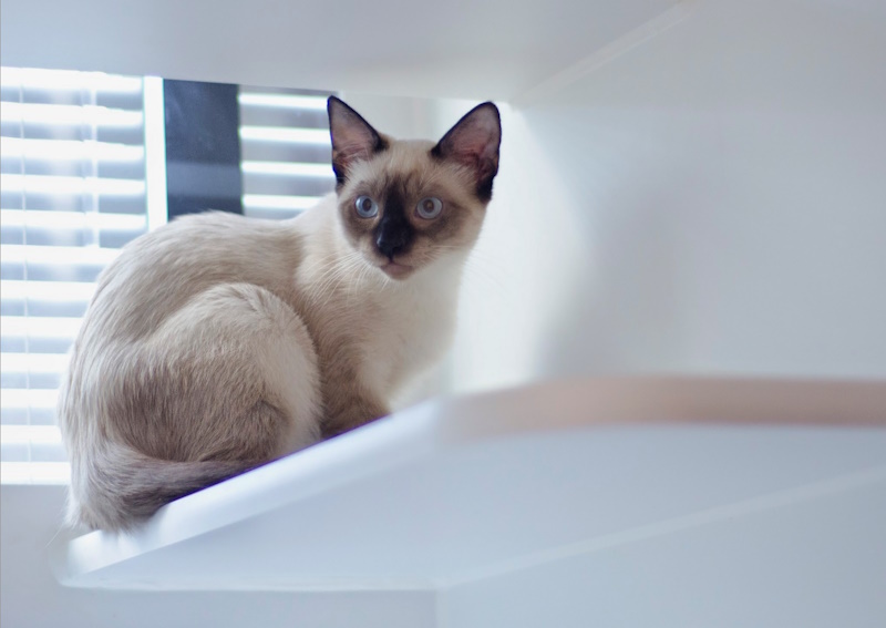 Carousel Slide 6: Wellness exams for cats and kittens